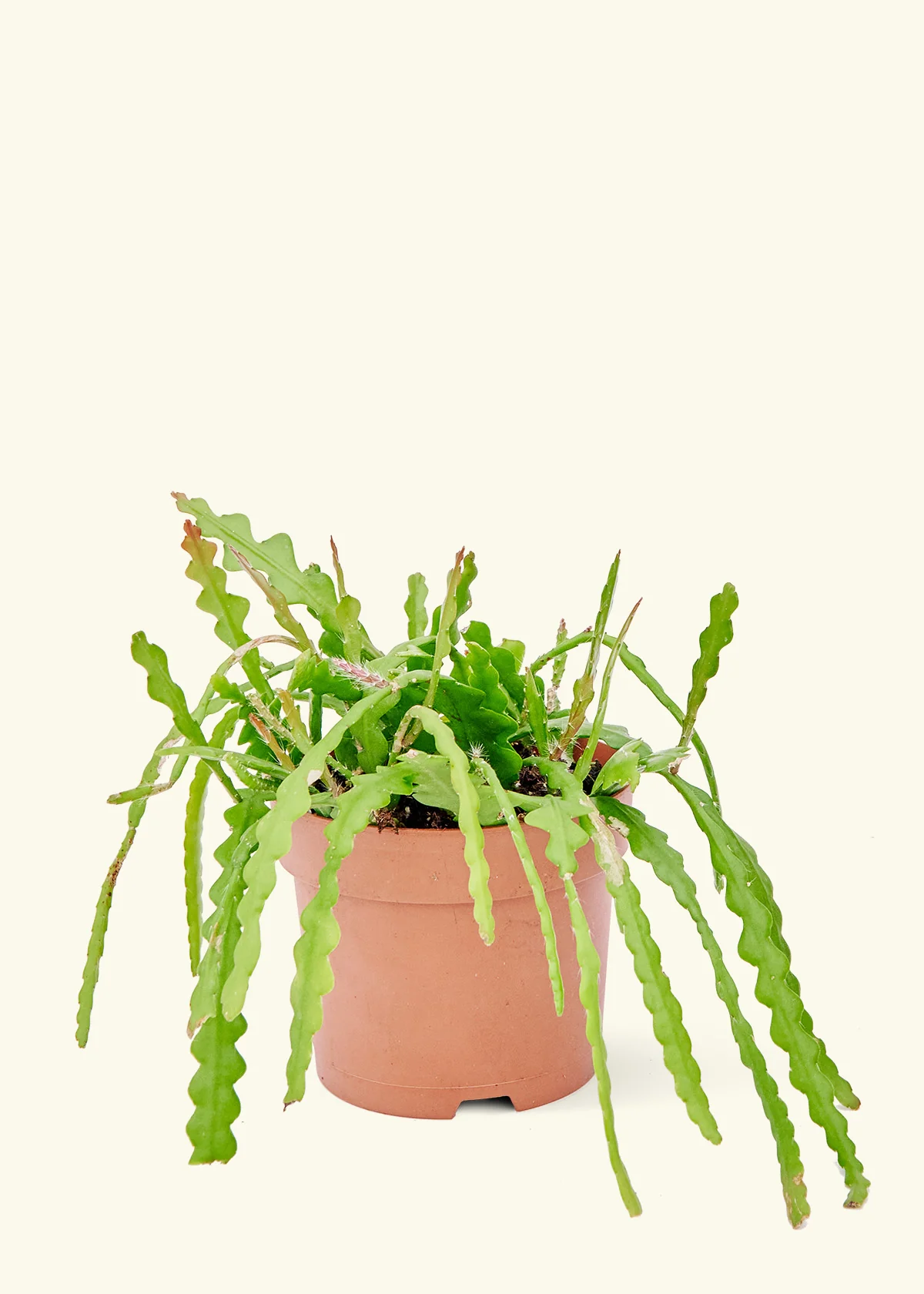 Fishbone Cactus, Medium