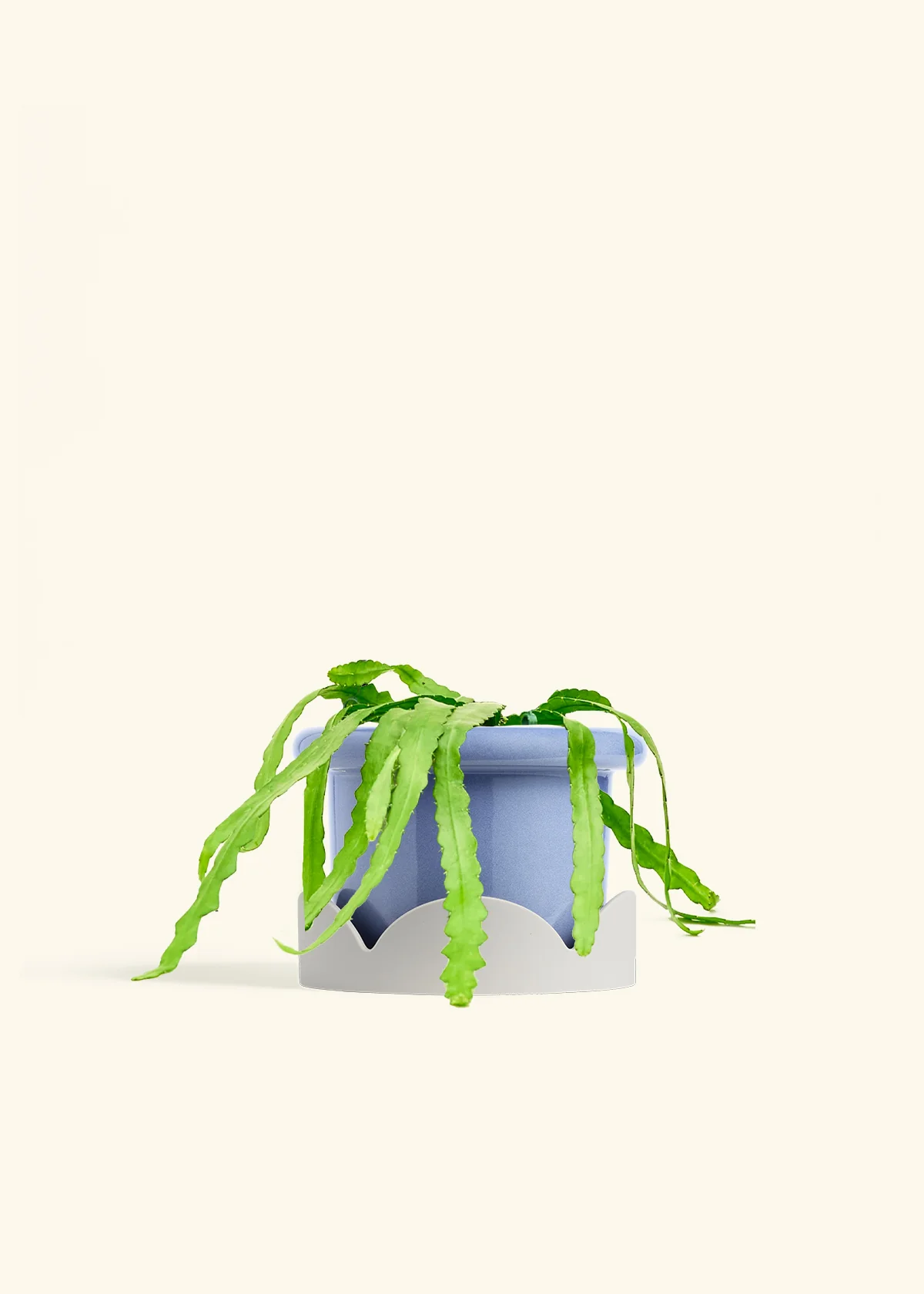 Fishbone Cactus, Medium - Image 10