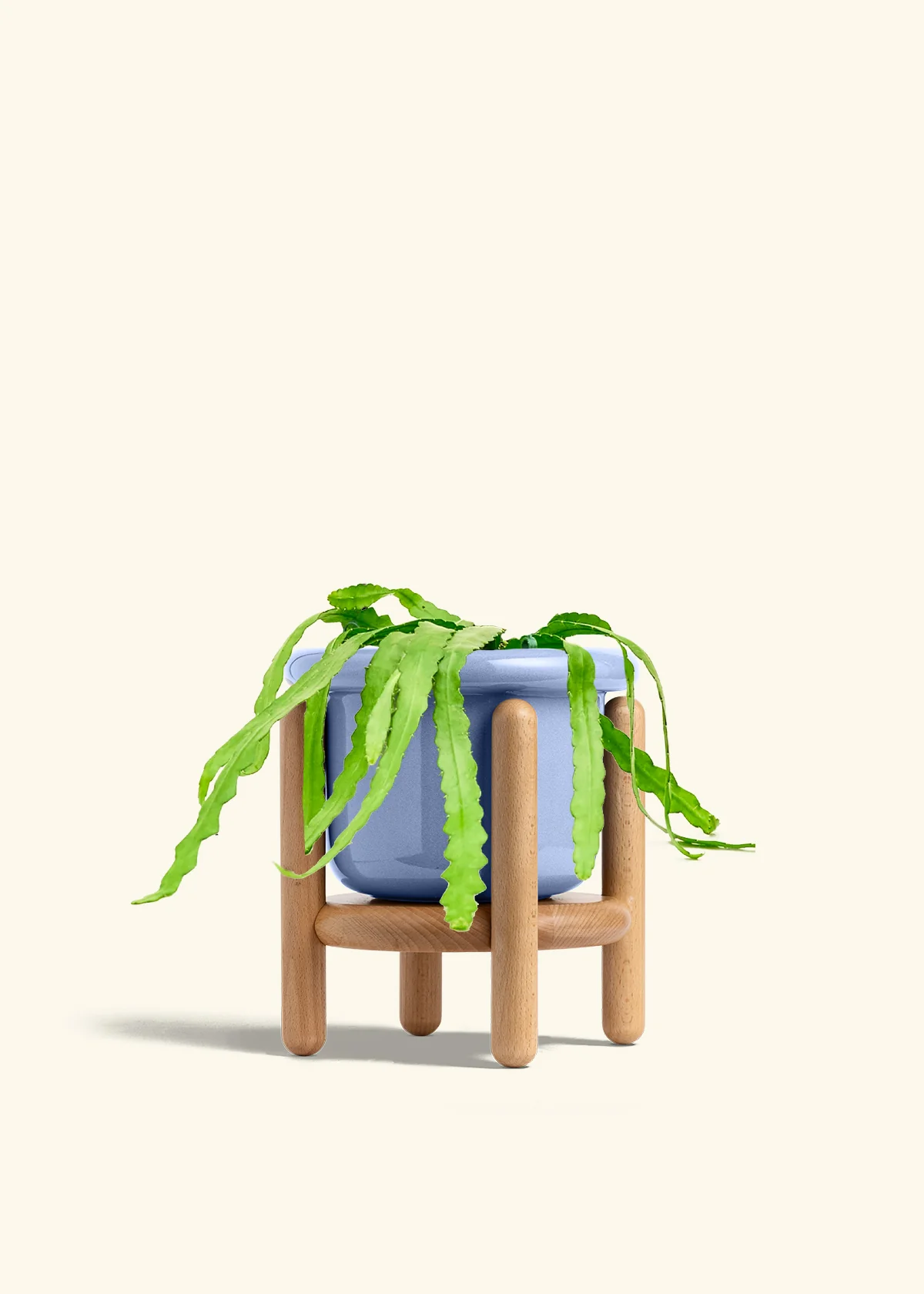 Fishbone Cactus, Medium - Image 11