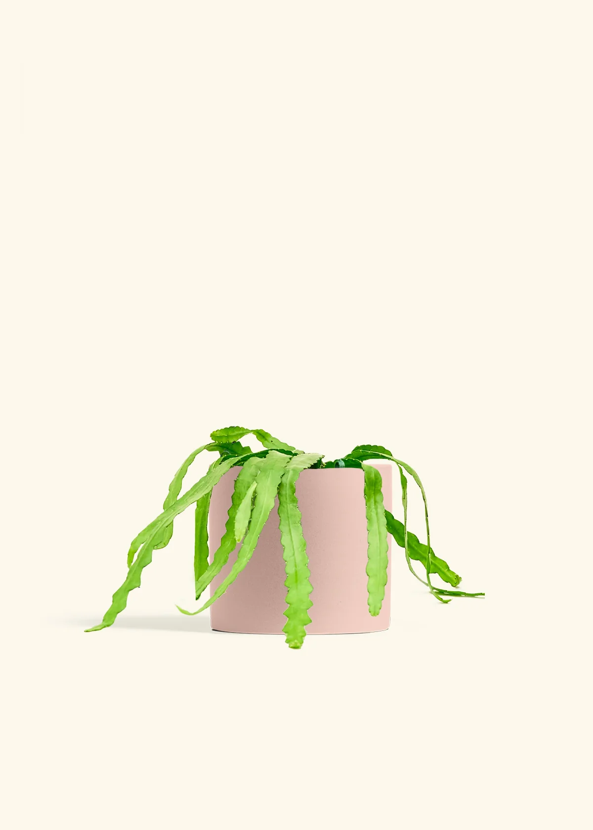Fishbone Cactus, Medium - Image 24