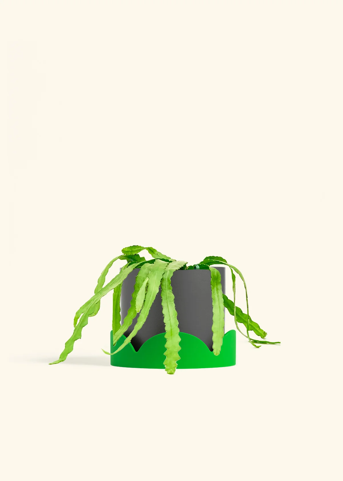 Fishbone Cactus, Medium - Image 29
