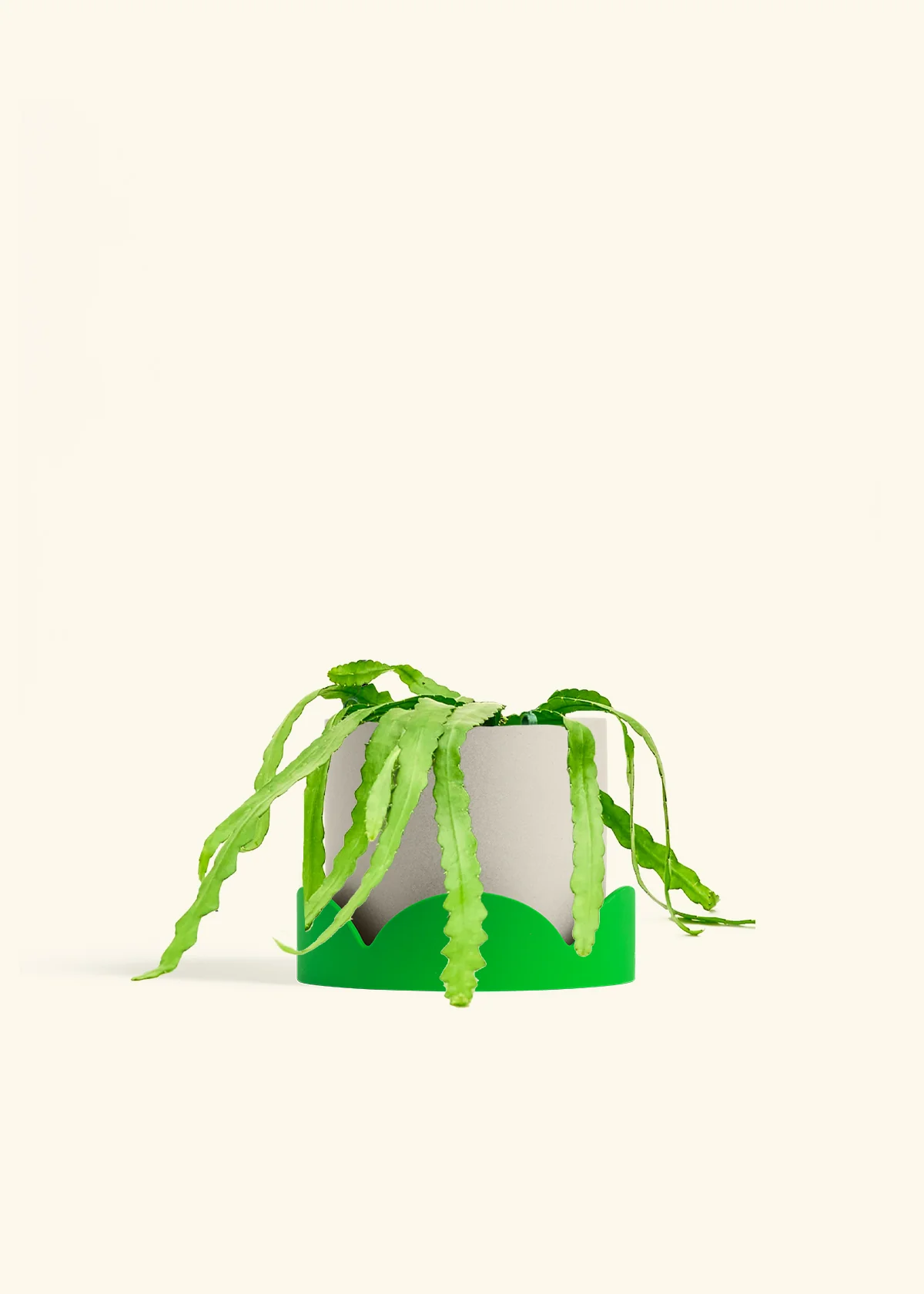 Fishbone Cactus, Medium - Image 33