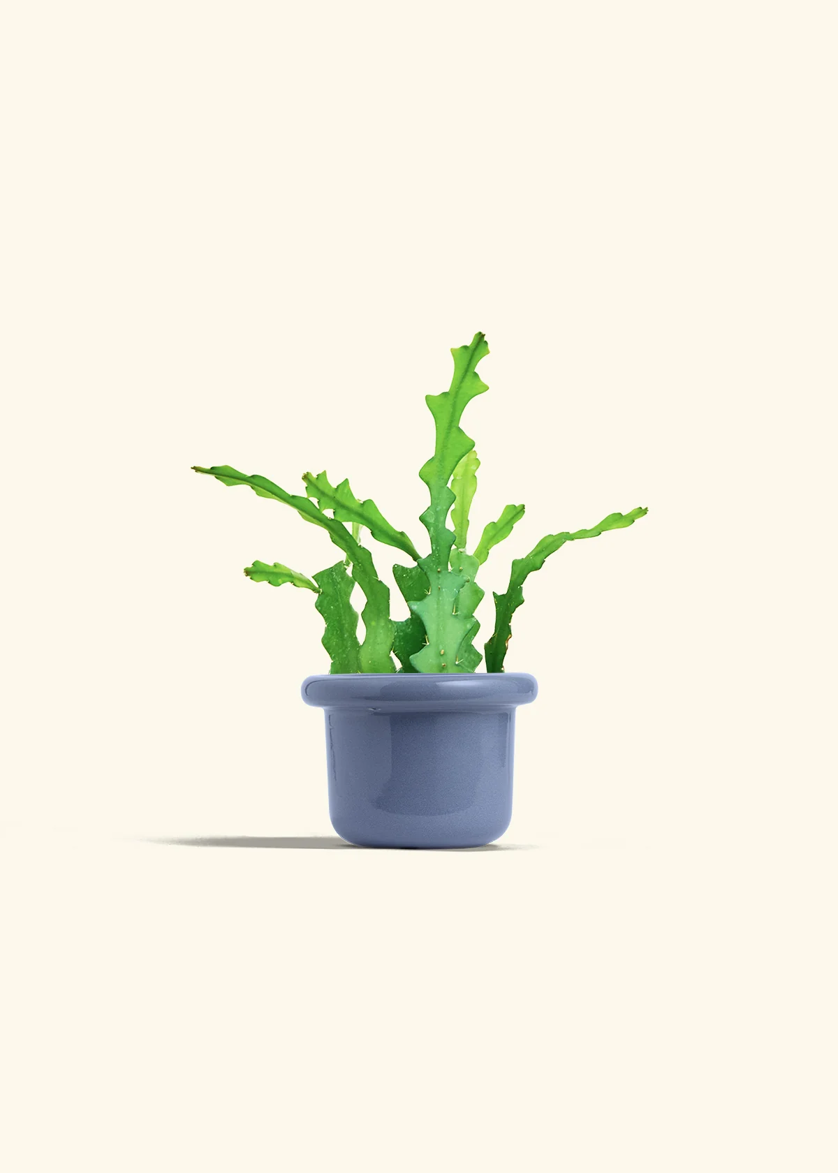 Fishbone Cactus, Small - Image 16