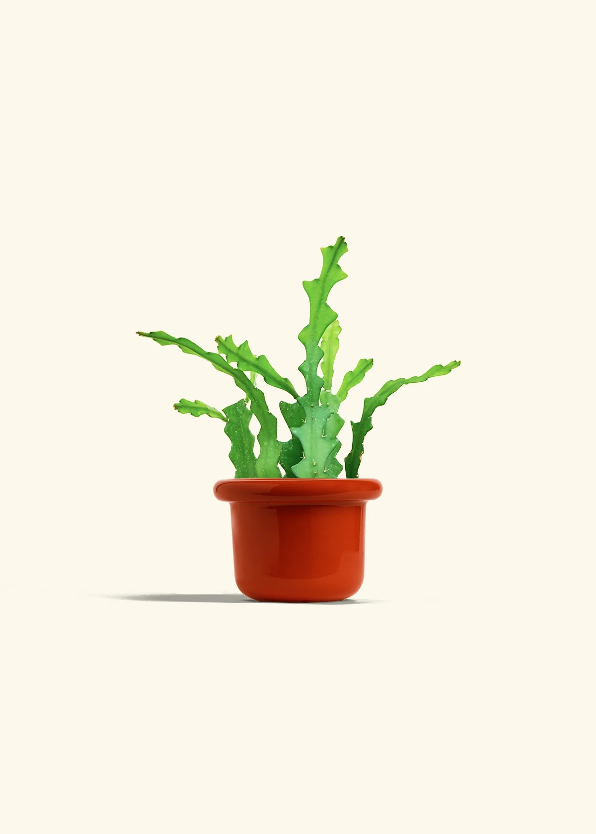 Fishbone Cactus, Small - Image 20