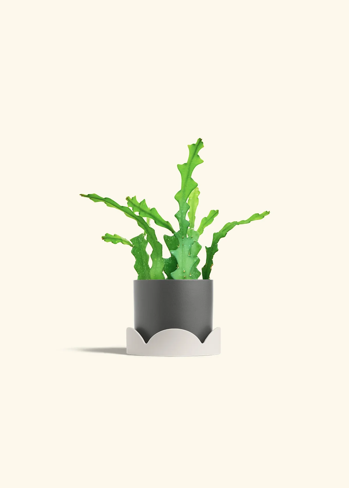 Fishbone Cactus, Small - Image 38