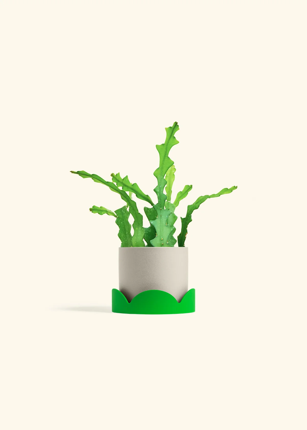 Fishbone Cactus, Small - Image 41