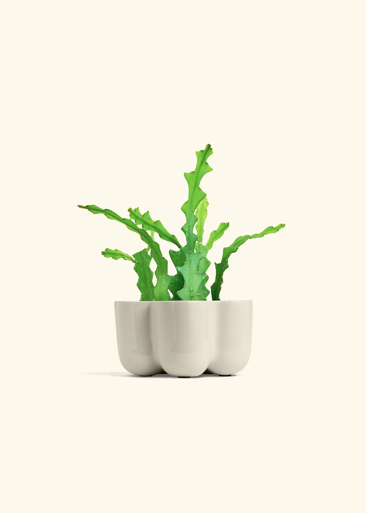 Fishbone Cactus, Small - Image 45