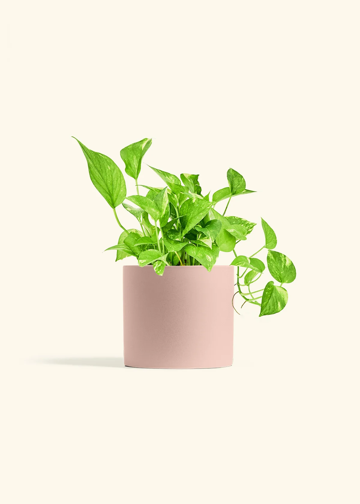 Golden Pothos, Medium - Image 5