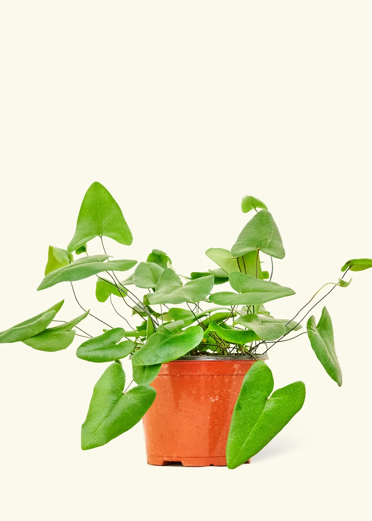 Heartleaf Fern, Medium