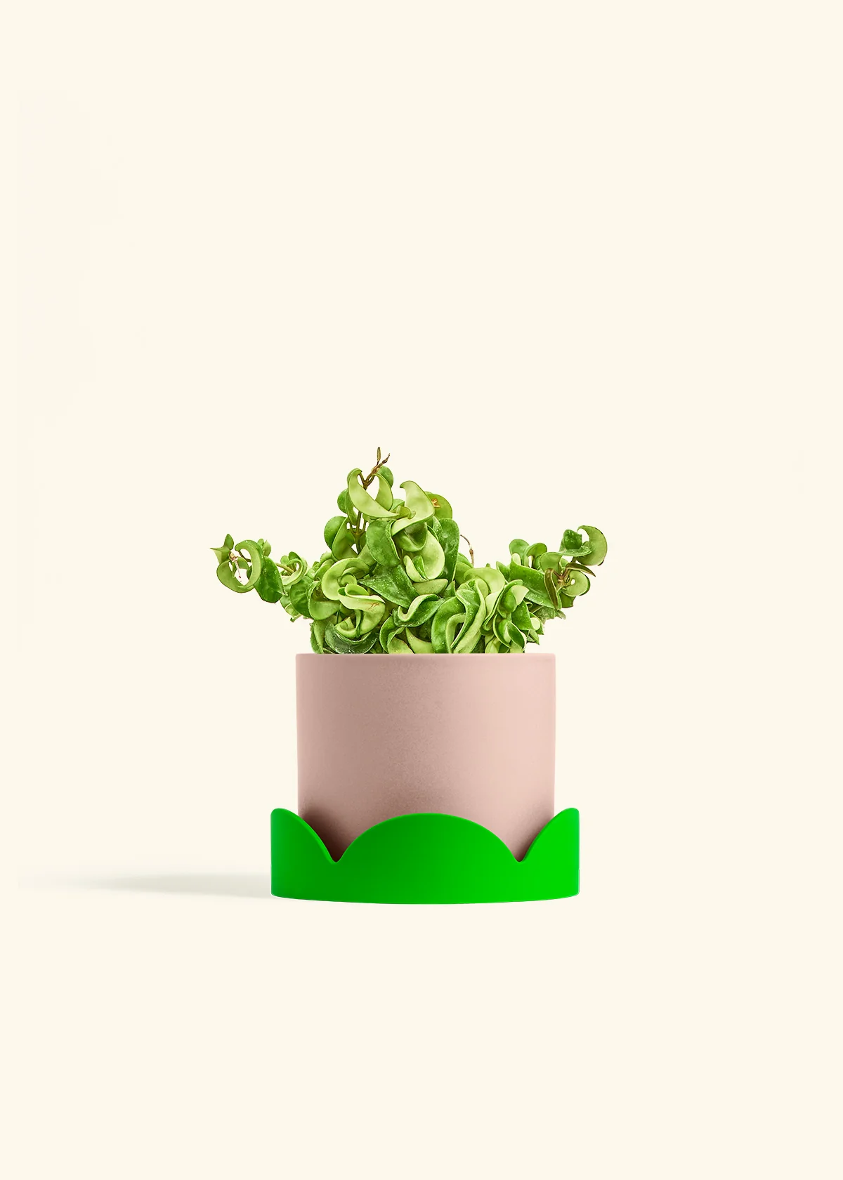 Hoya 'Rope' Plant, Medium - Image 24