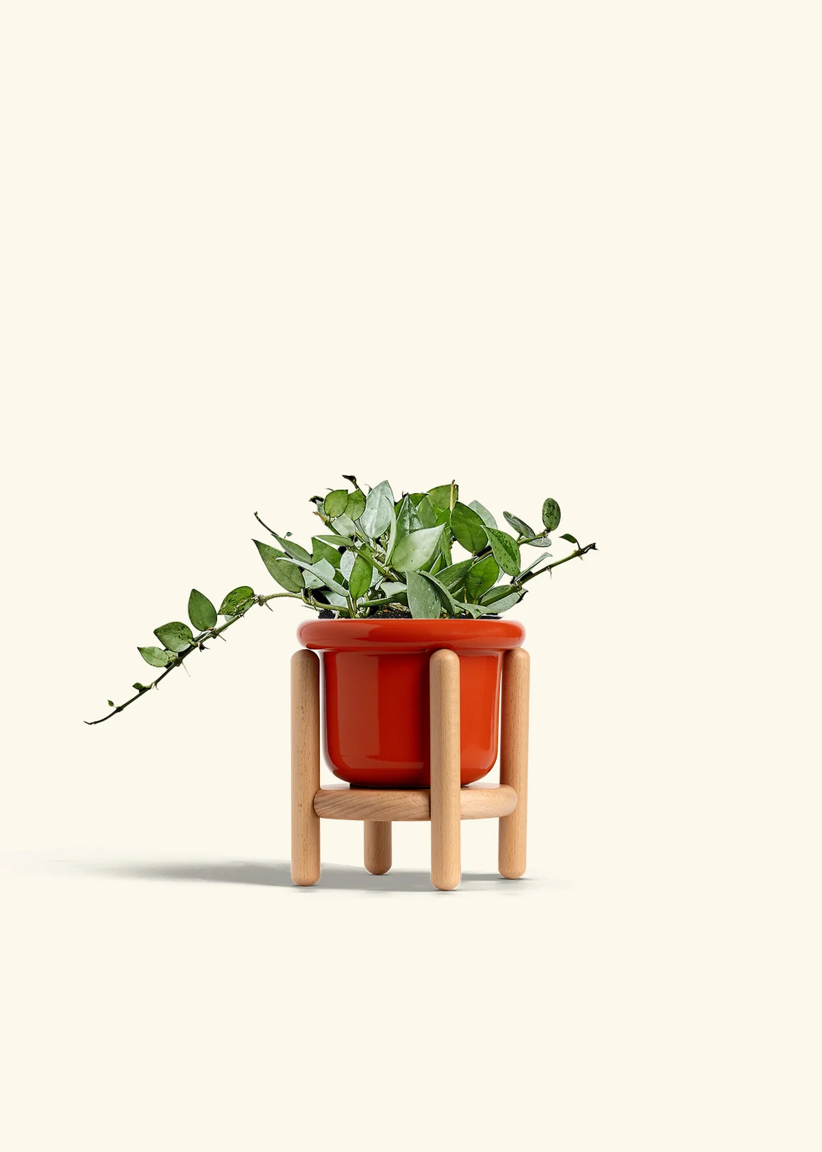 Hoya 'Arctic', Small - Image 15