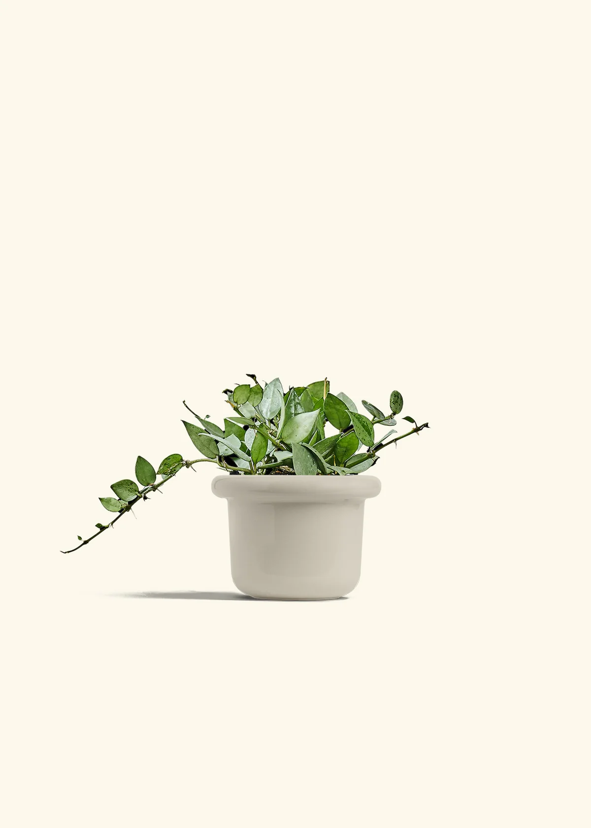 Hoya 'Arctic', Small - Image 16