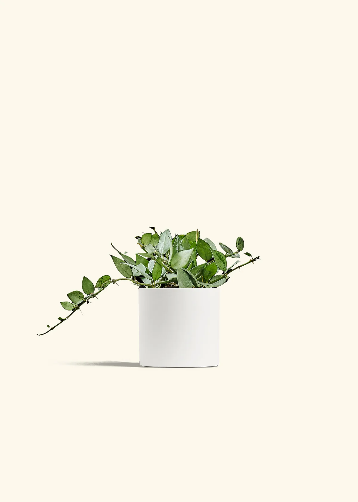 Hoya 'Arctic', Small - Image 20