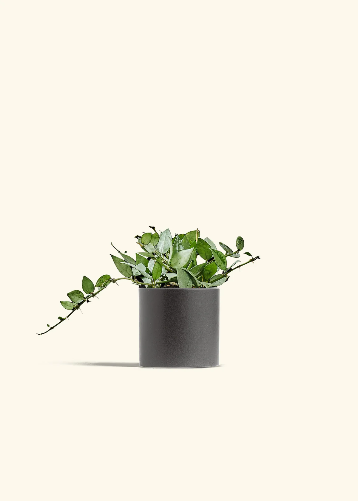 Hoya 'Arctic', Small - Image 28