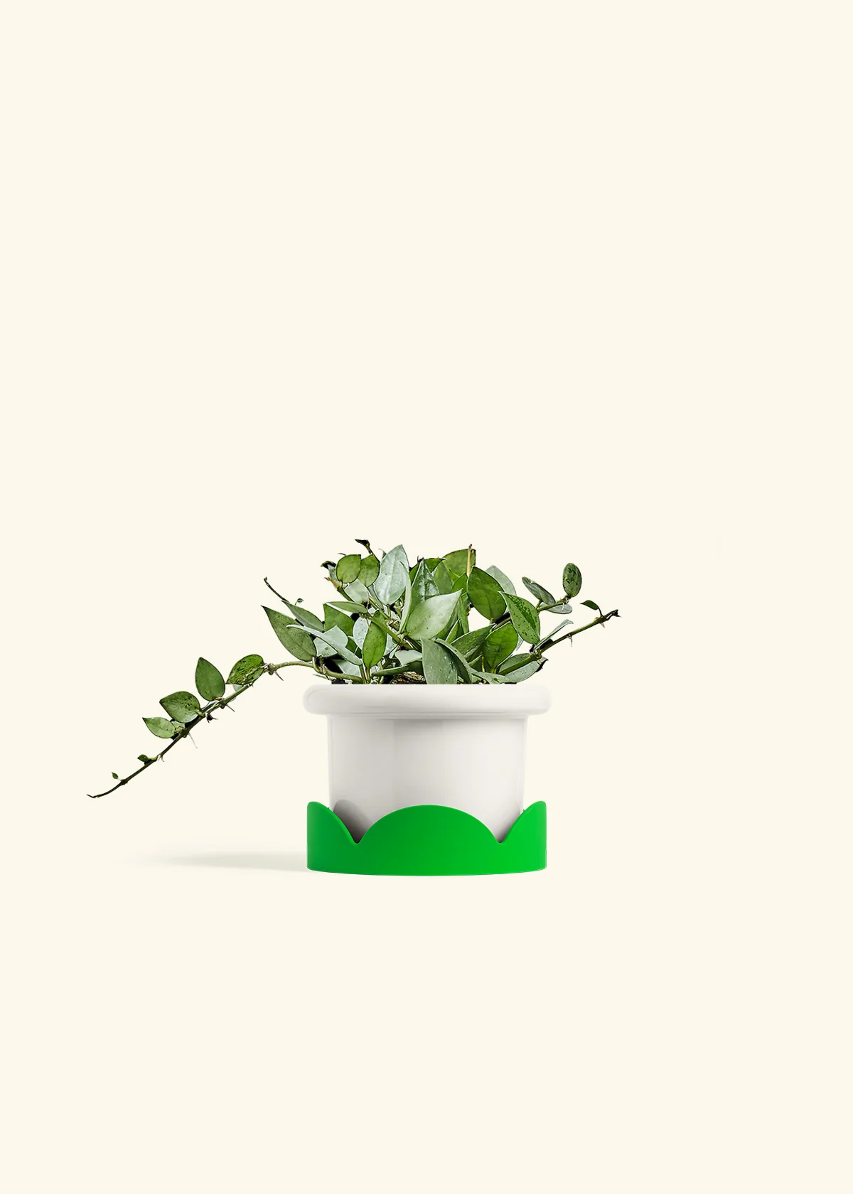 Hoya 'Arctic', Small - Image 5