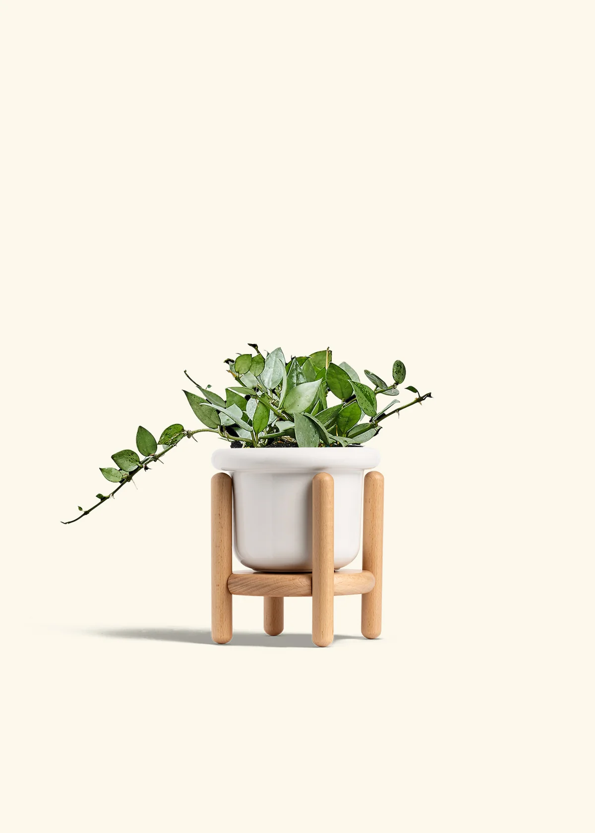 Hoya 'Arctic', Small - Image 7