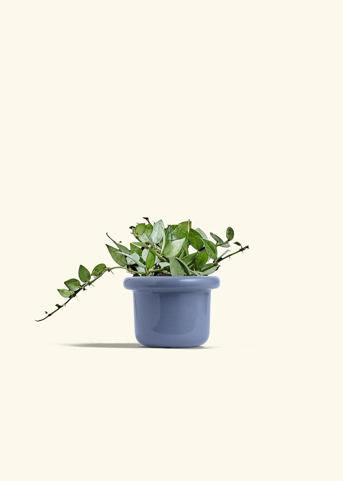 Hoya 'Arctic', Small - Image 8