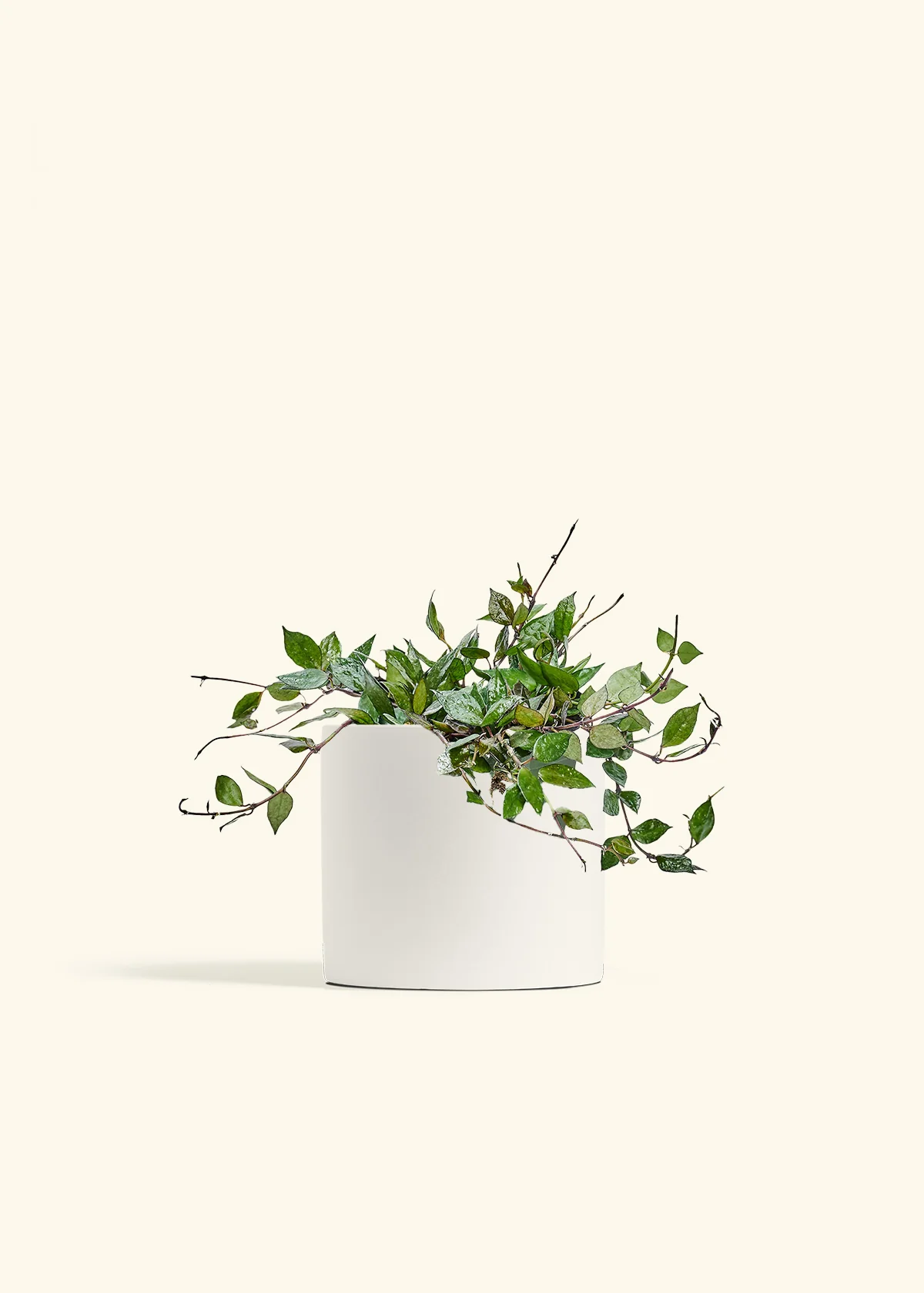 Hoya 'Black', Medium - Image 20