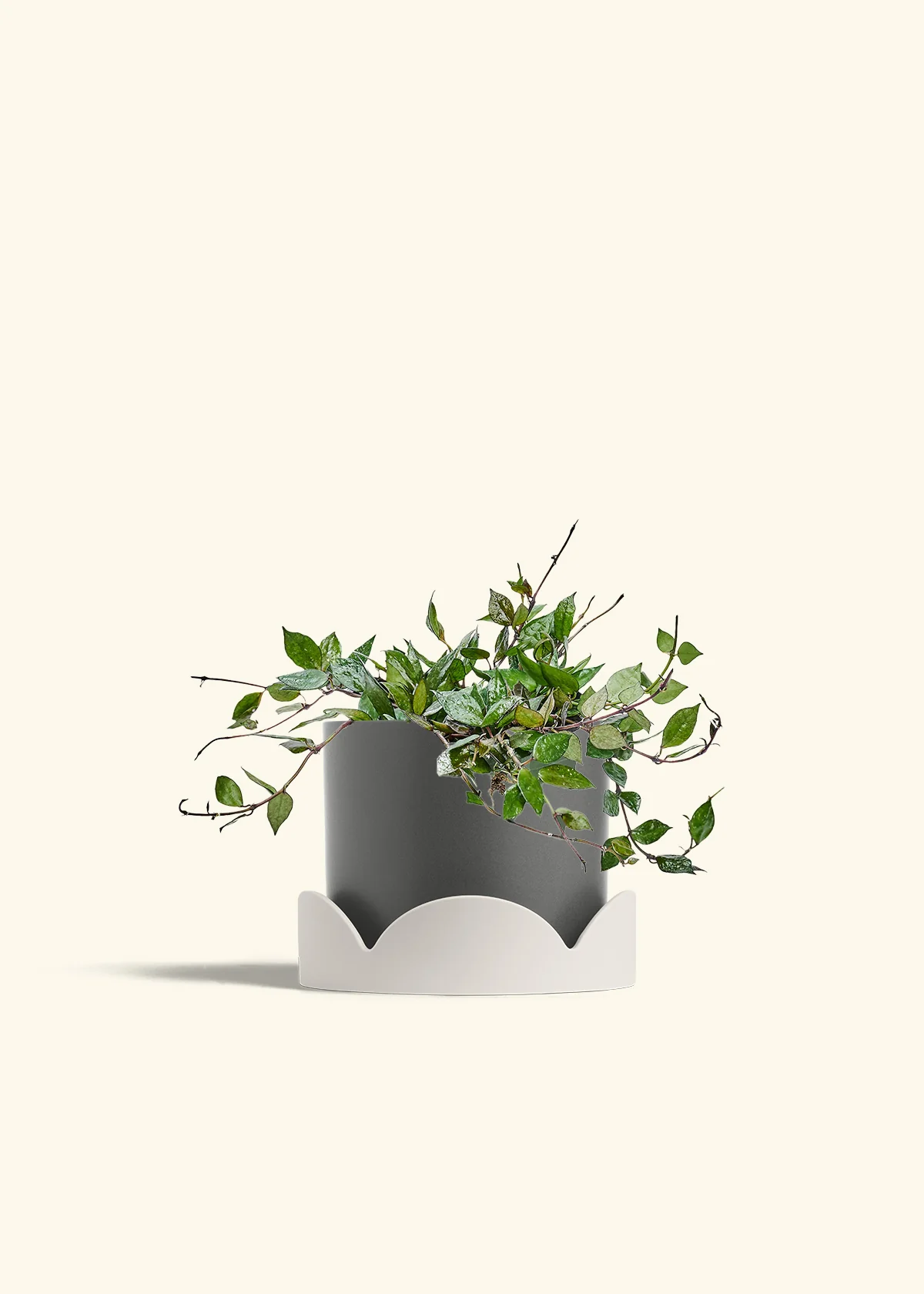 Hoya 'Black', Medium - Image 30