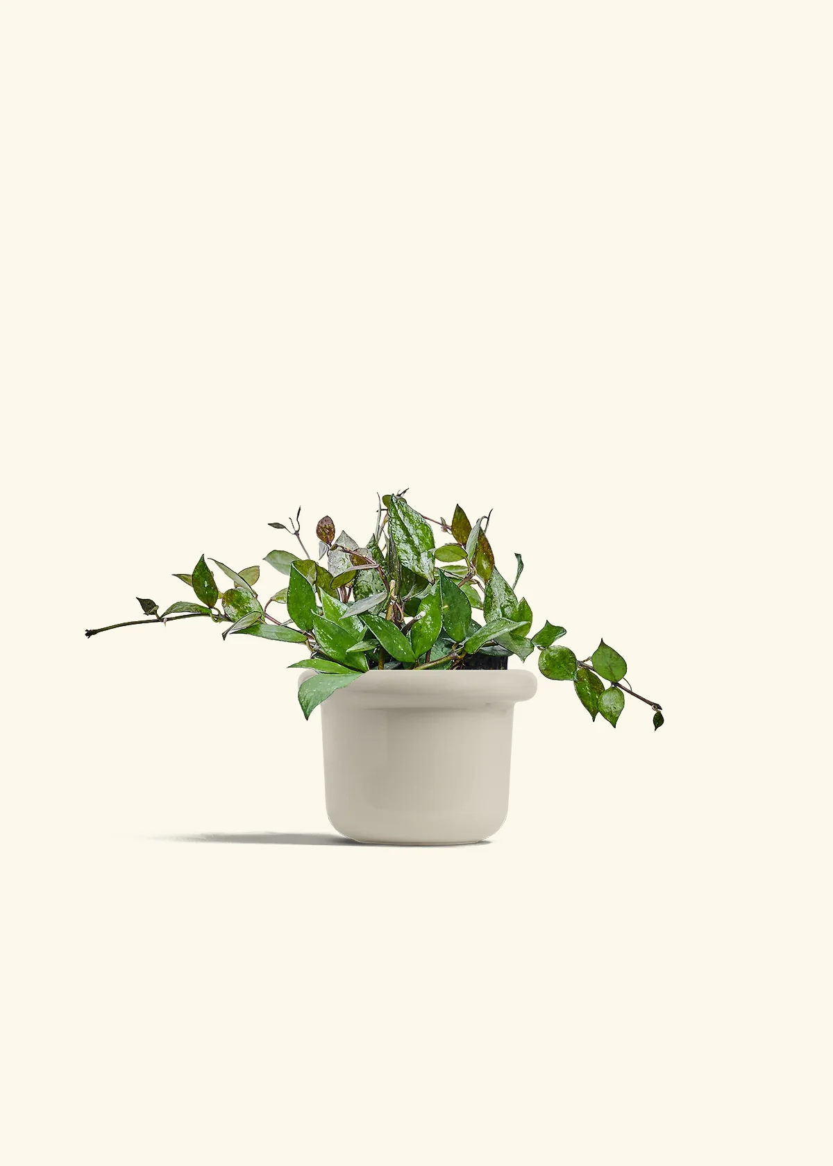 Hoya 'Black', Small - Image 16