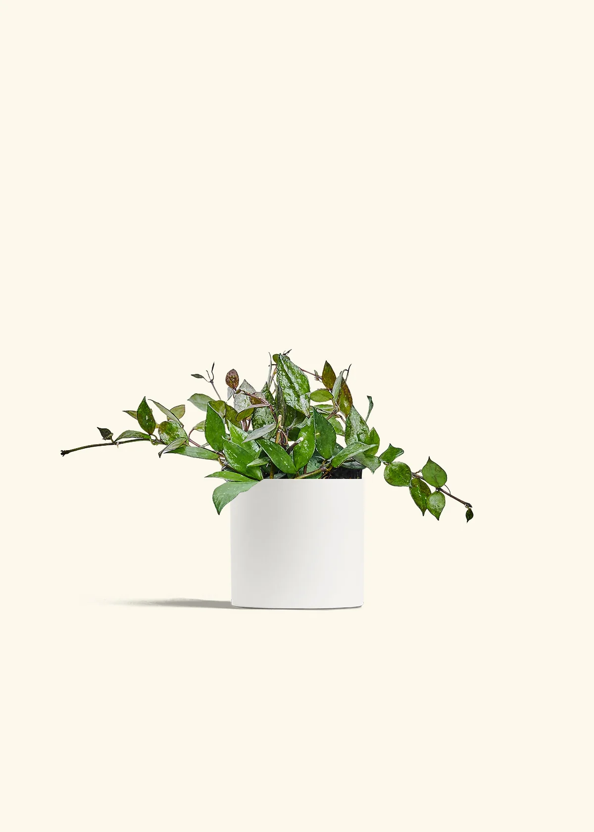 Hoya 'Black', Small - Image 20