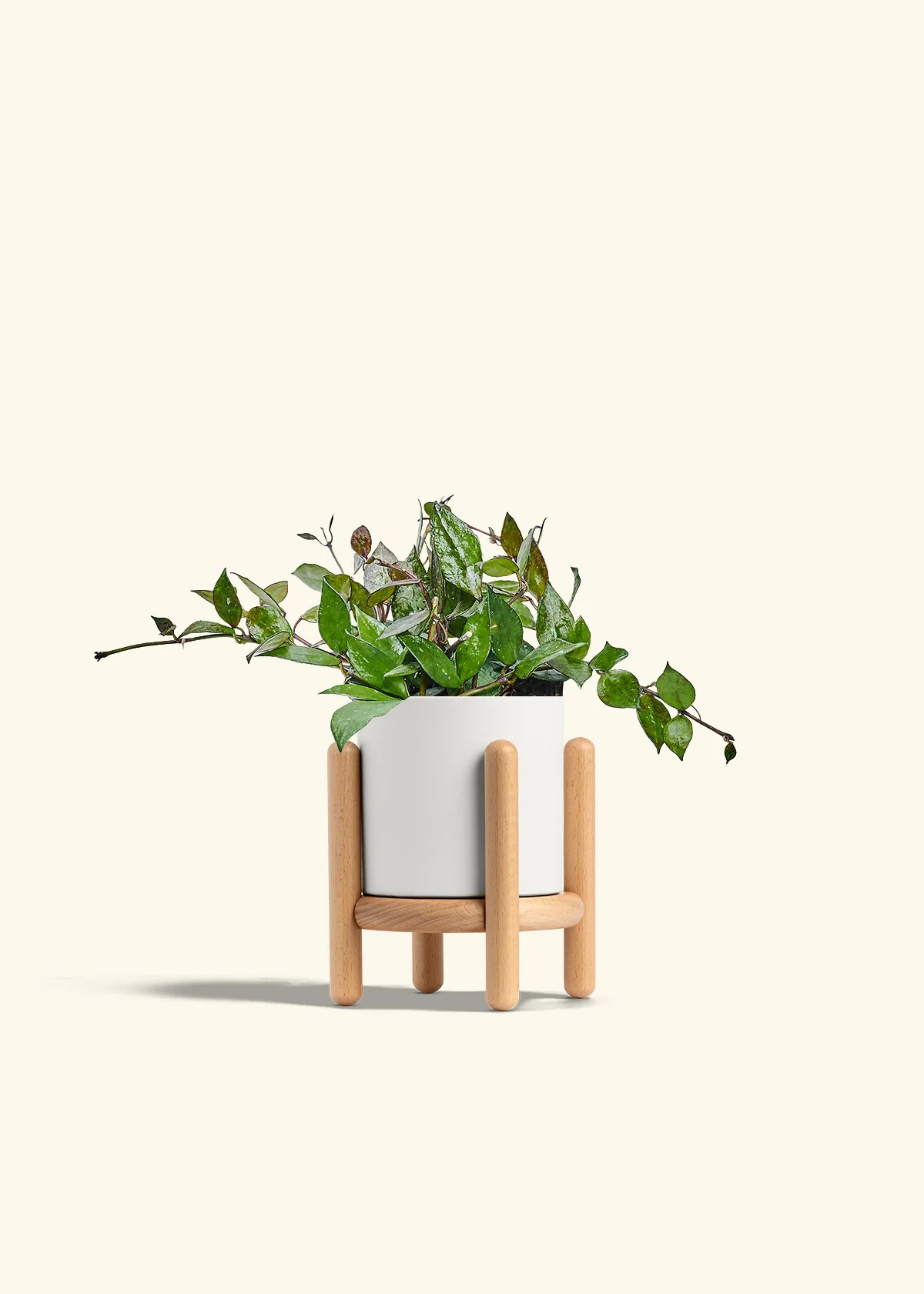 Hoya 'Black', Small - Image 23
