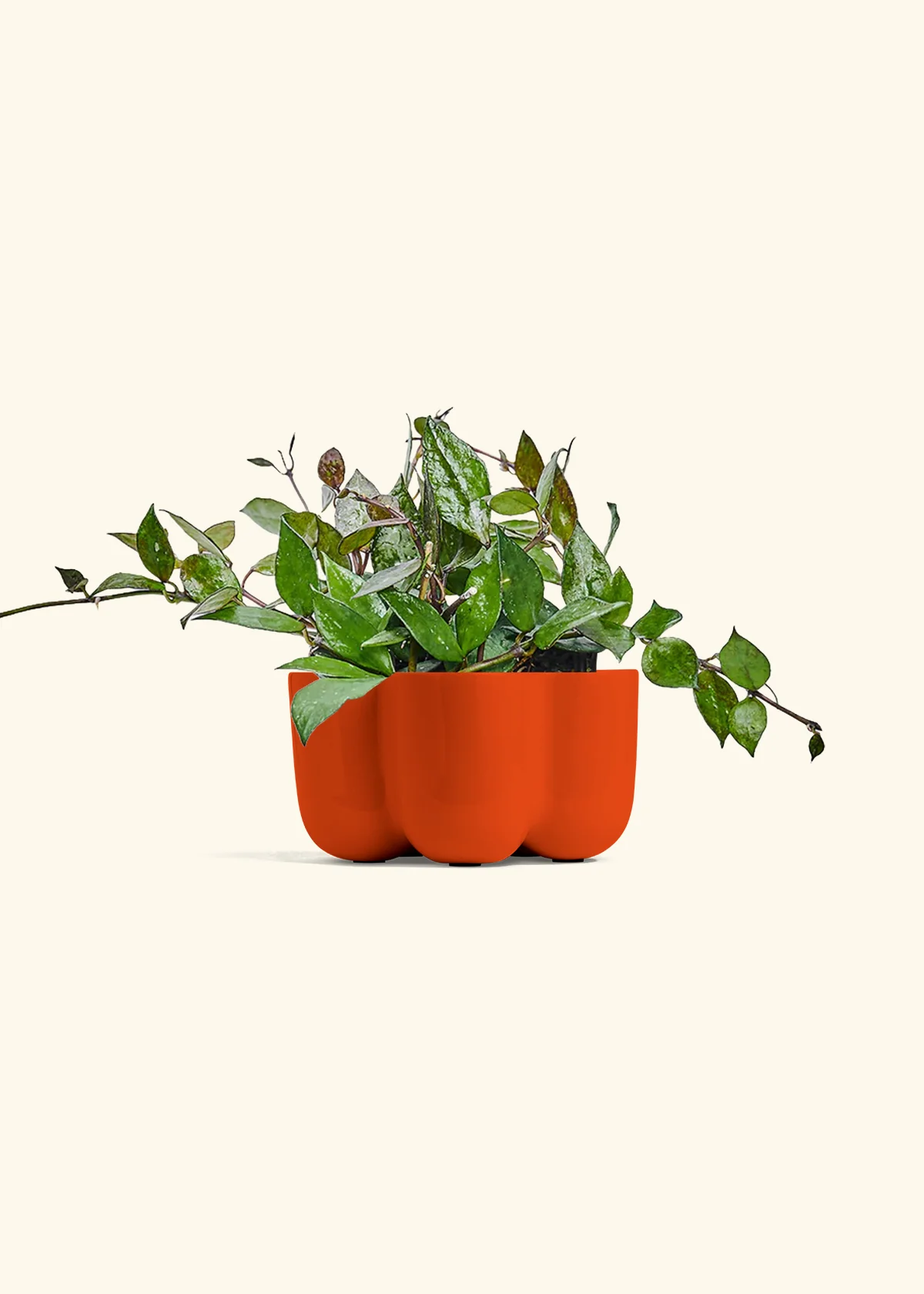Hoya 'Black', Small - Image 36