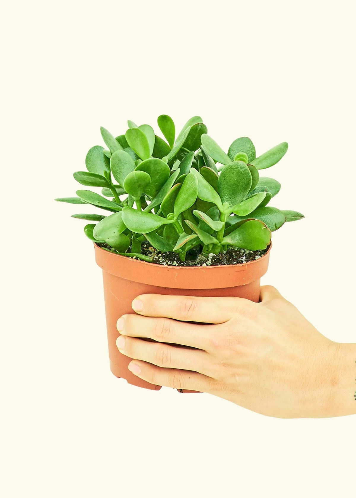 Jade Plant, Medium