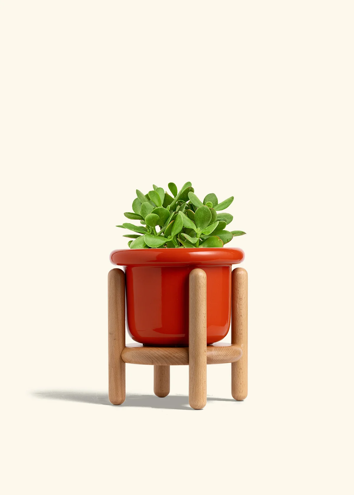 Jade Plant, Medium - Image 14