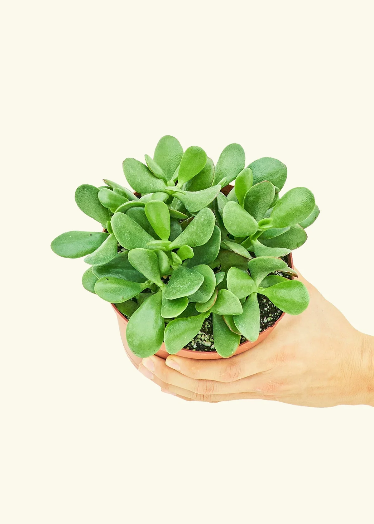 Jade Plant, Medium - Image 2