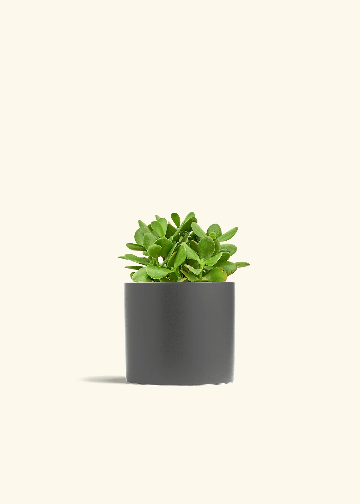 Jade Plant, Medium - Image 28
