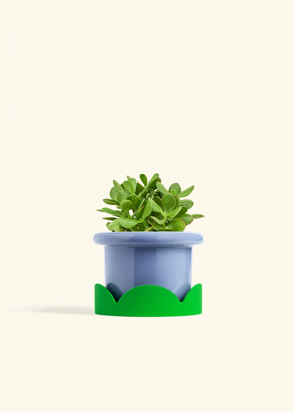 Jade Plant, Medium - Image 8
