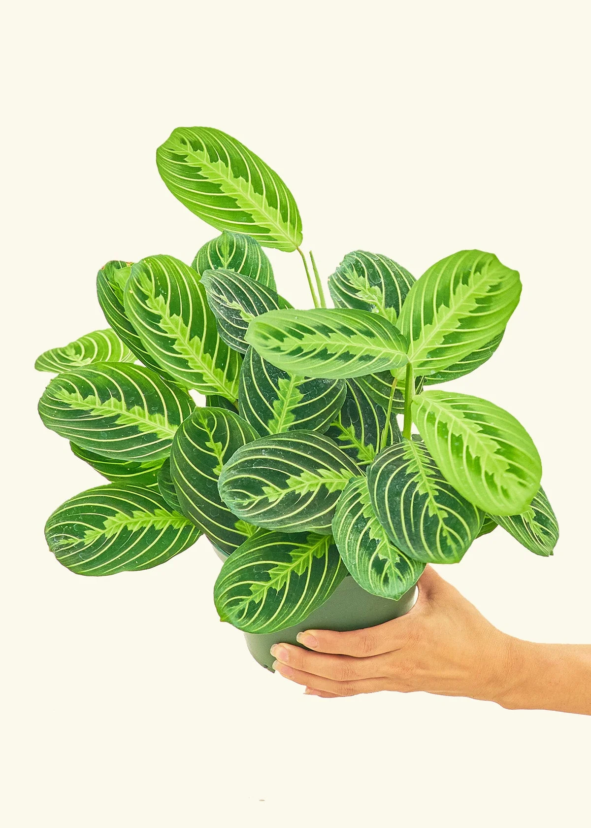 Lemon Lime Prayer Plant, Medium - Image 3