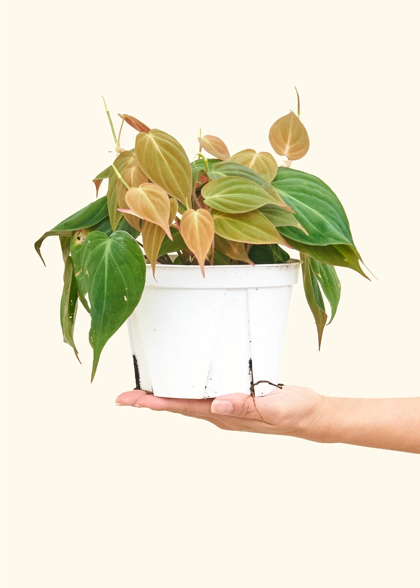 Velvet Leaf Philodendron, Medium - Image 2