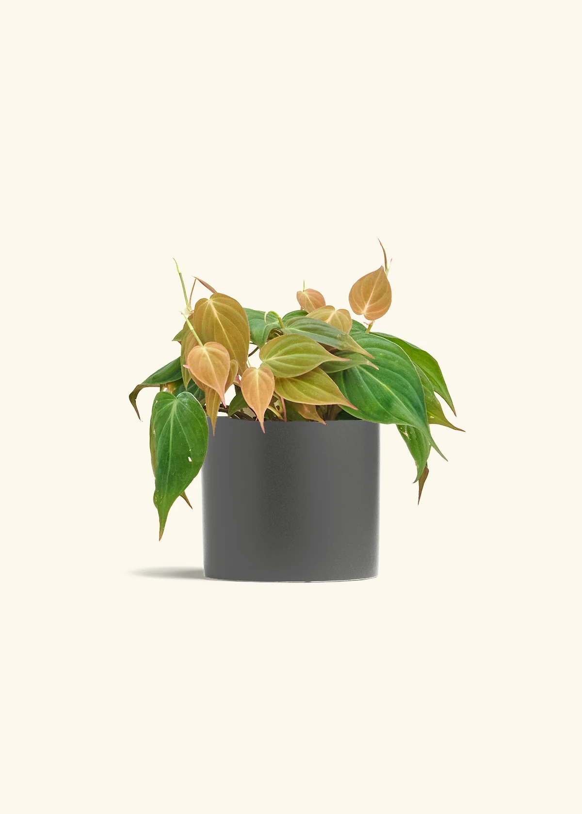 Velvet Leaf Philodendron, Medium - Image 6