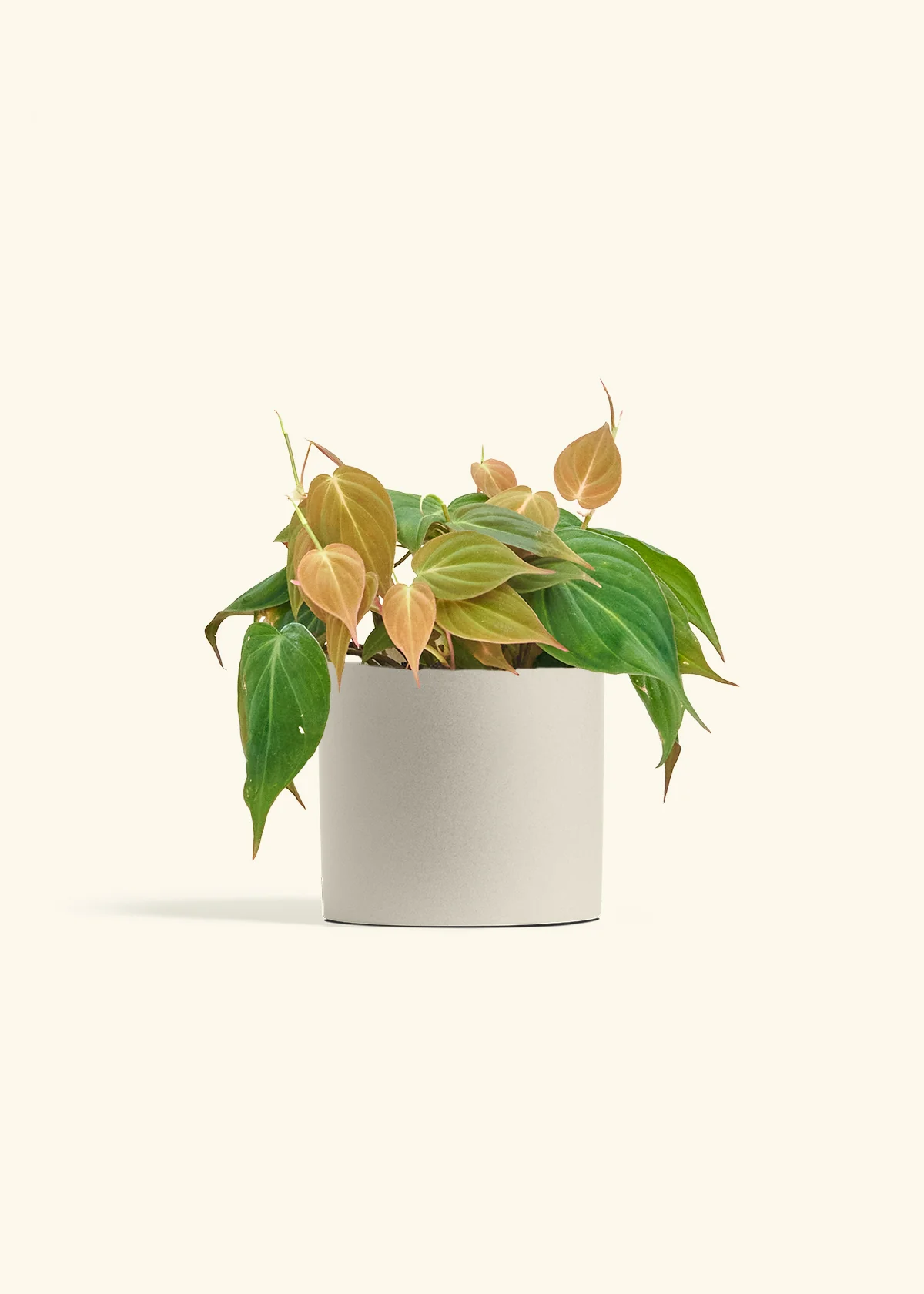 Velvet Leaf Philodendron, Medium - Image 7