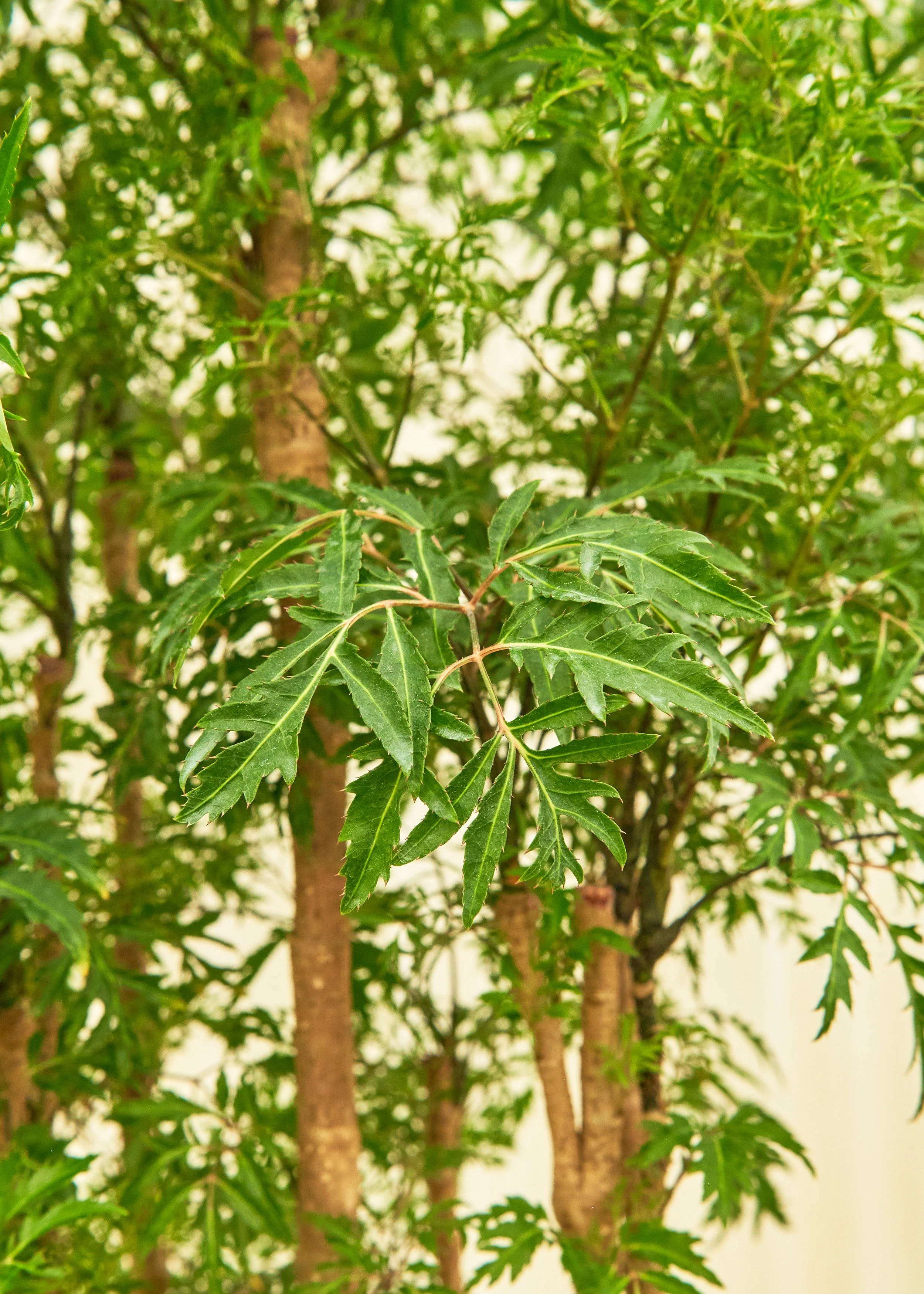 Ming Aralia, XL - Image 2