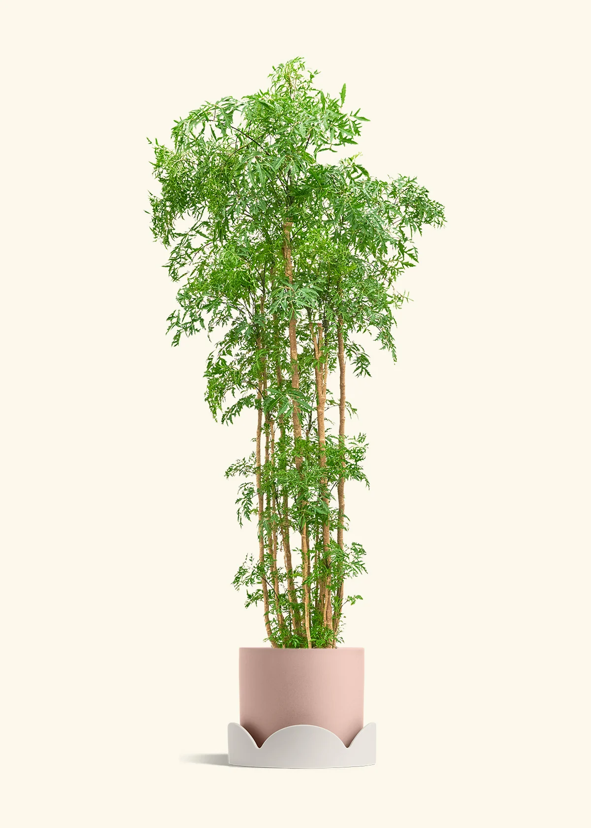 Ming Aralia, XL - Image 25