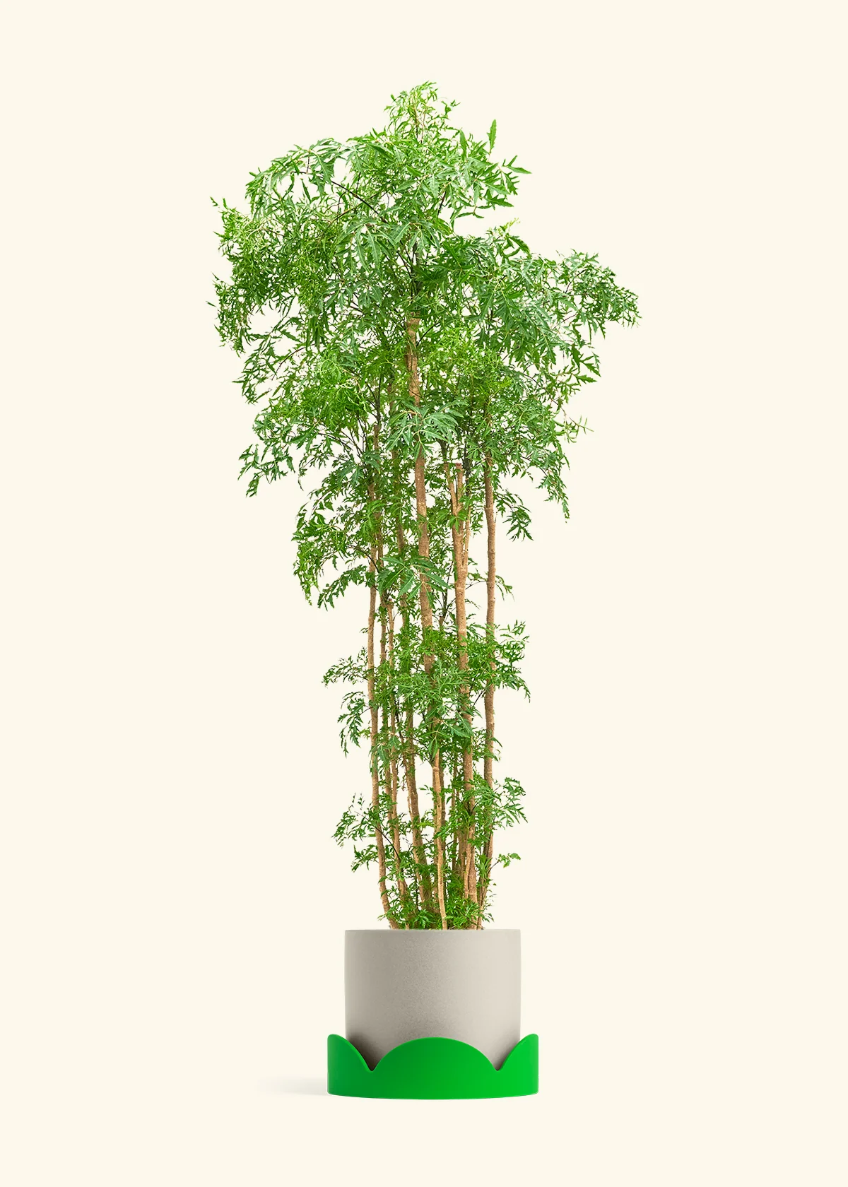 Ming Aralia, XL - Image 32