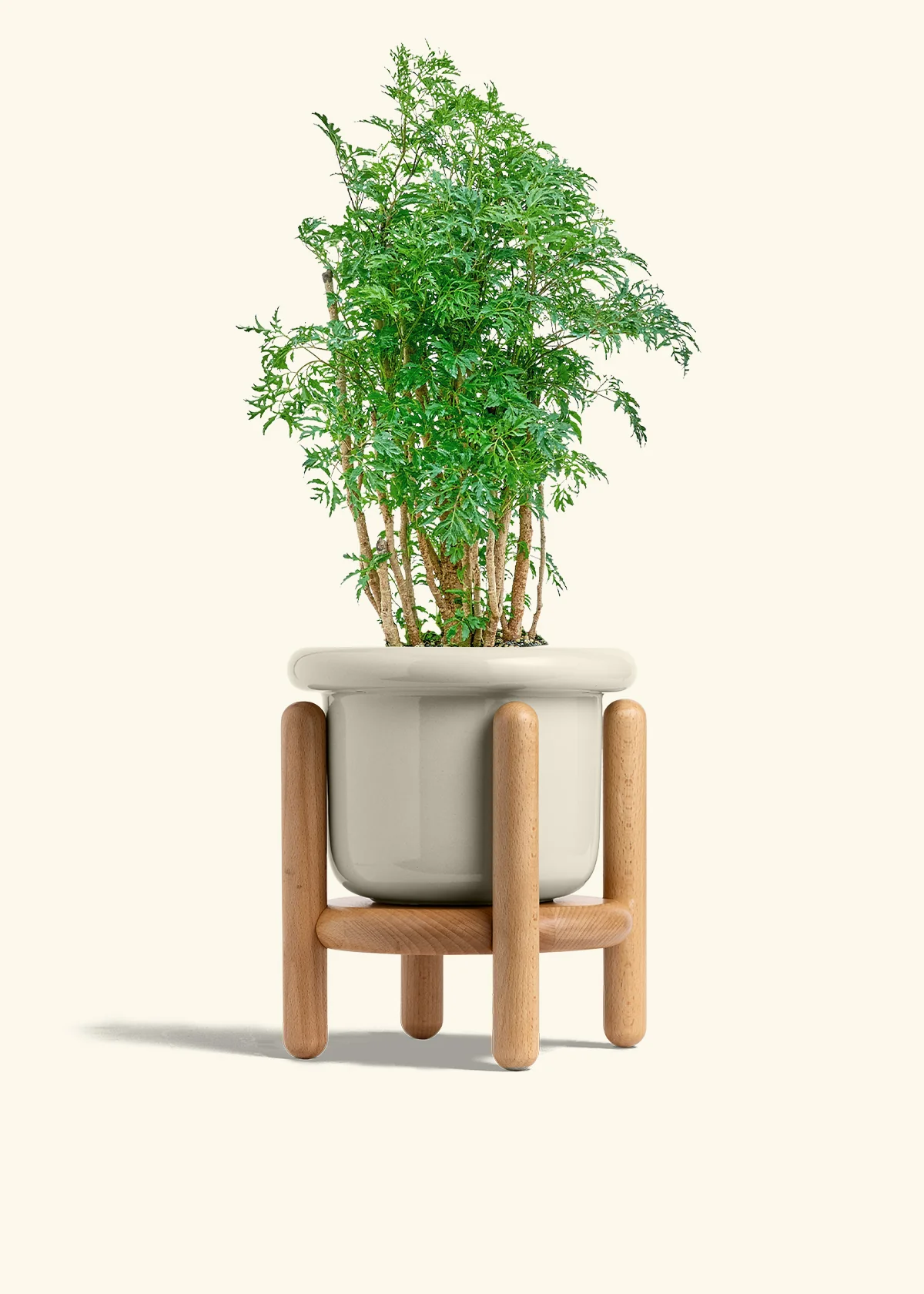 Ming Aralia, Medium - Image 19