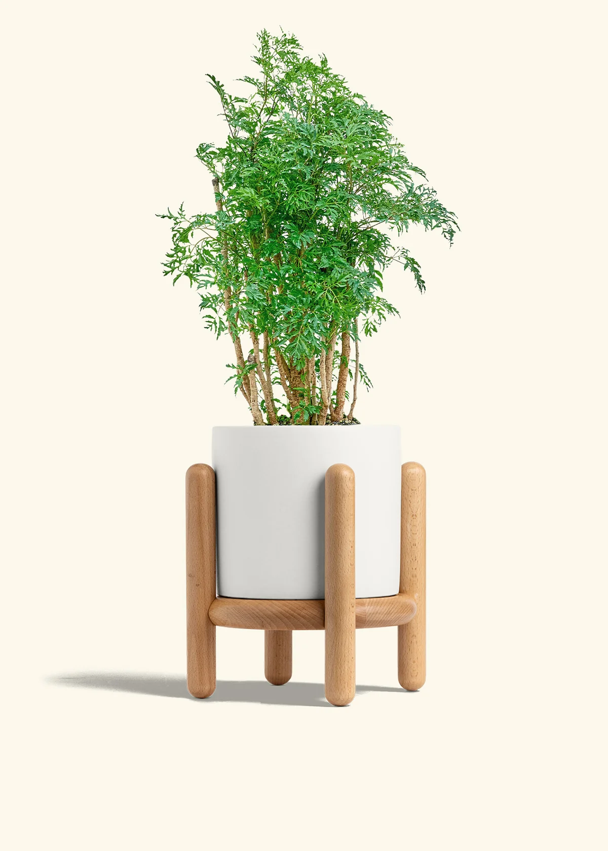 Ming Aralia, Medium - Image 23