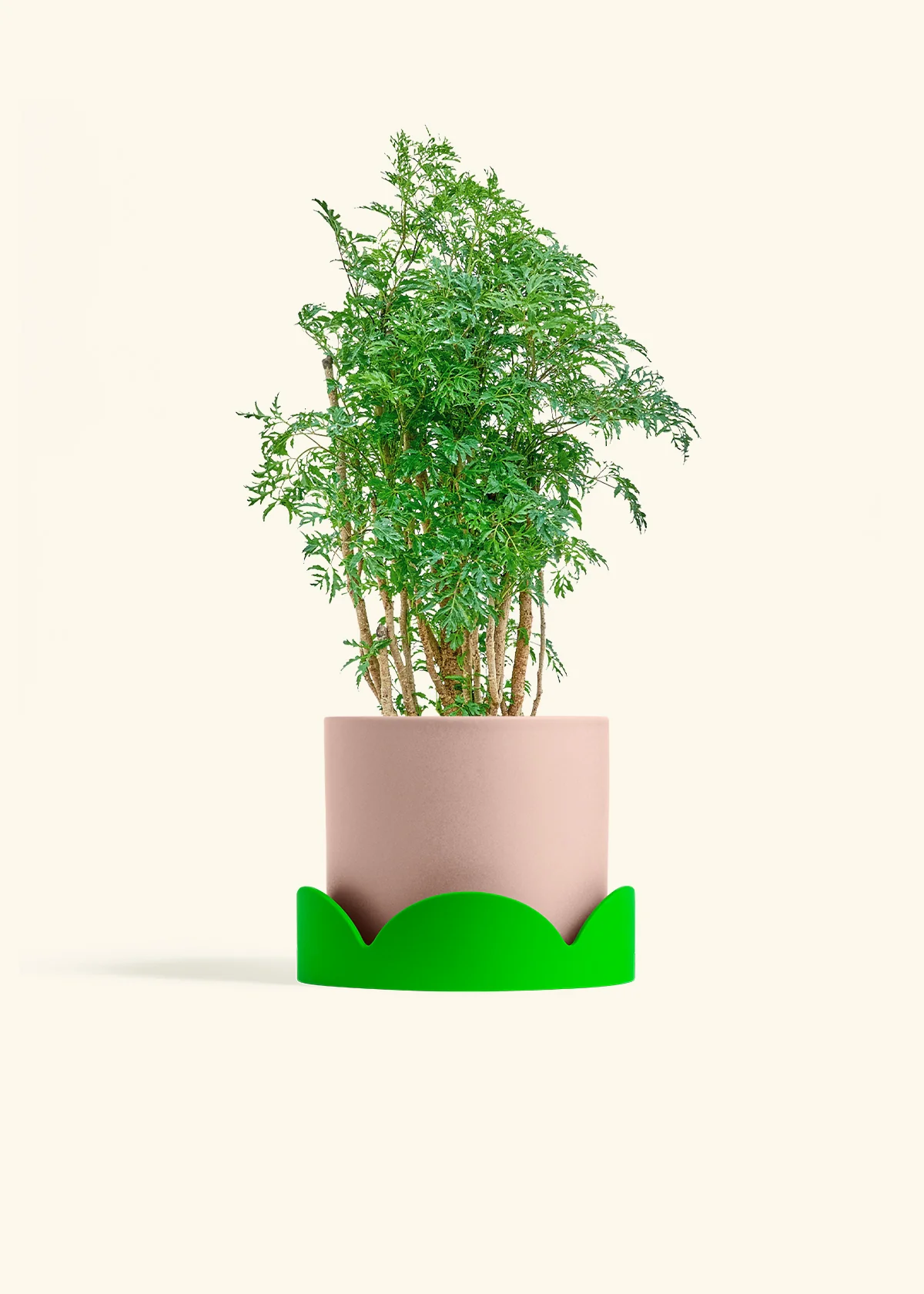Ming Aralia, Medium - Image 25