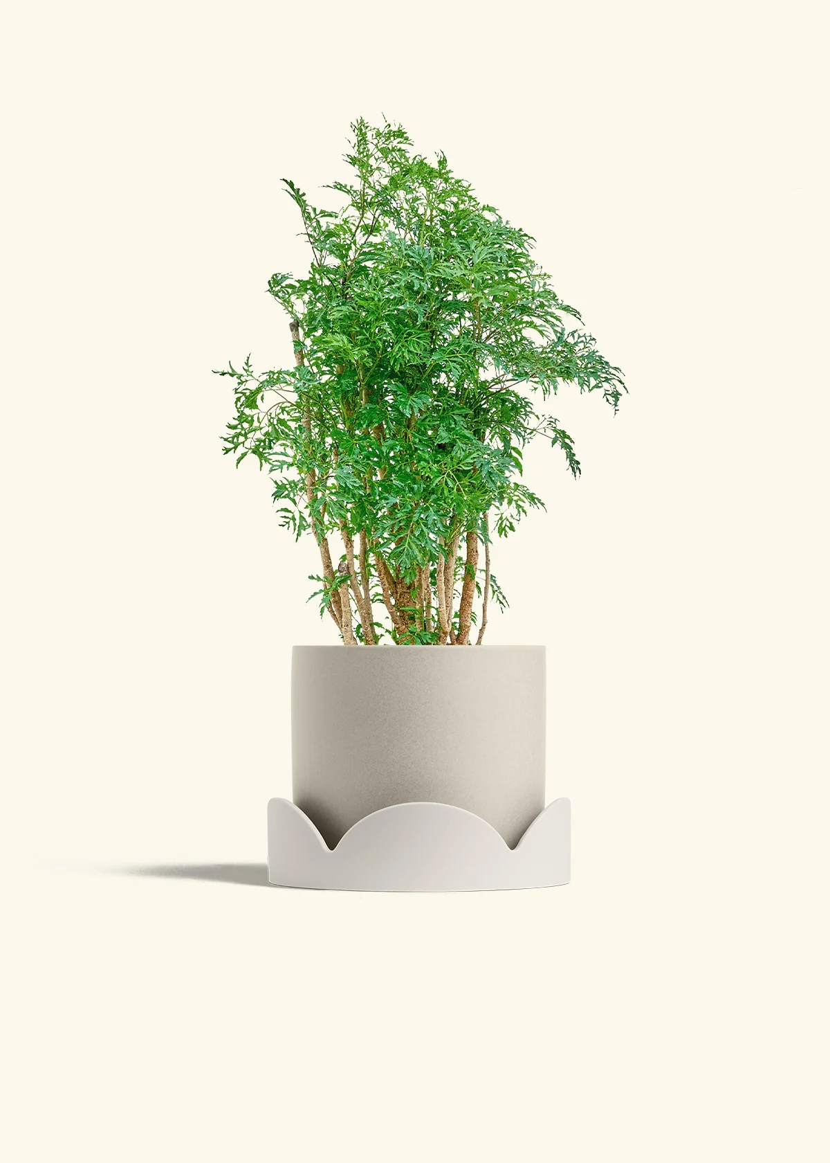 Ming Aralia, Medium - Image 34