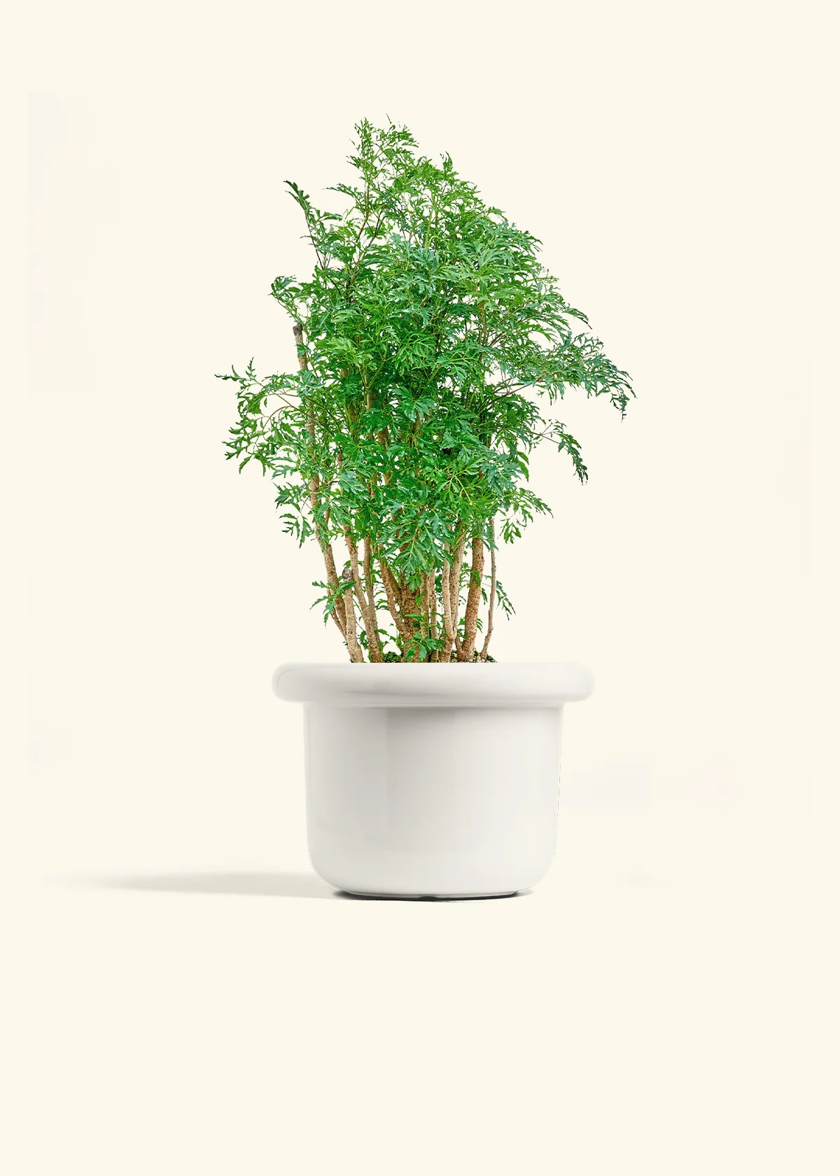 Ming Aralia, Medium - Image 4