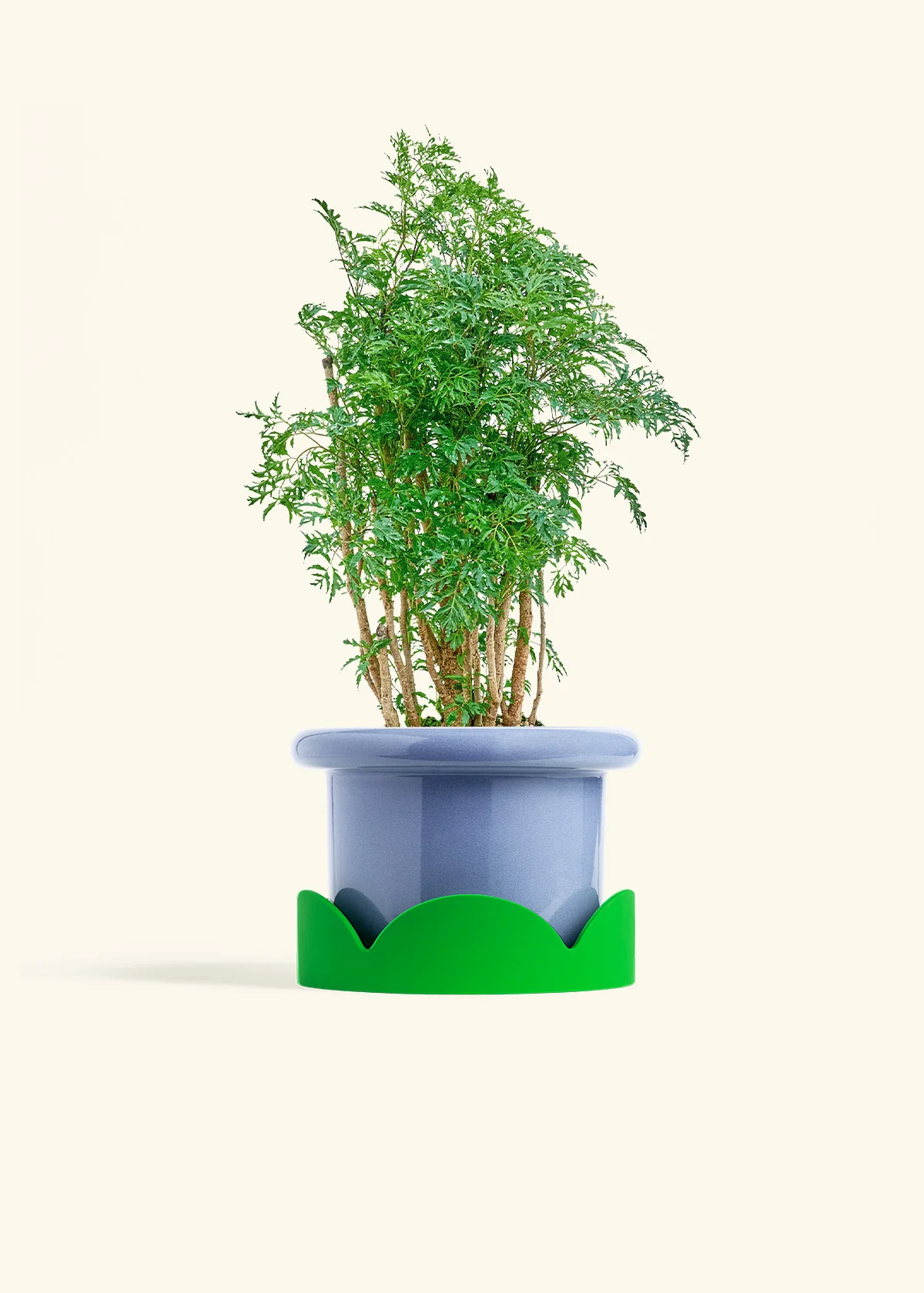 Ming Aralia, Medium - Image 9