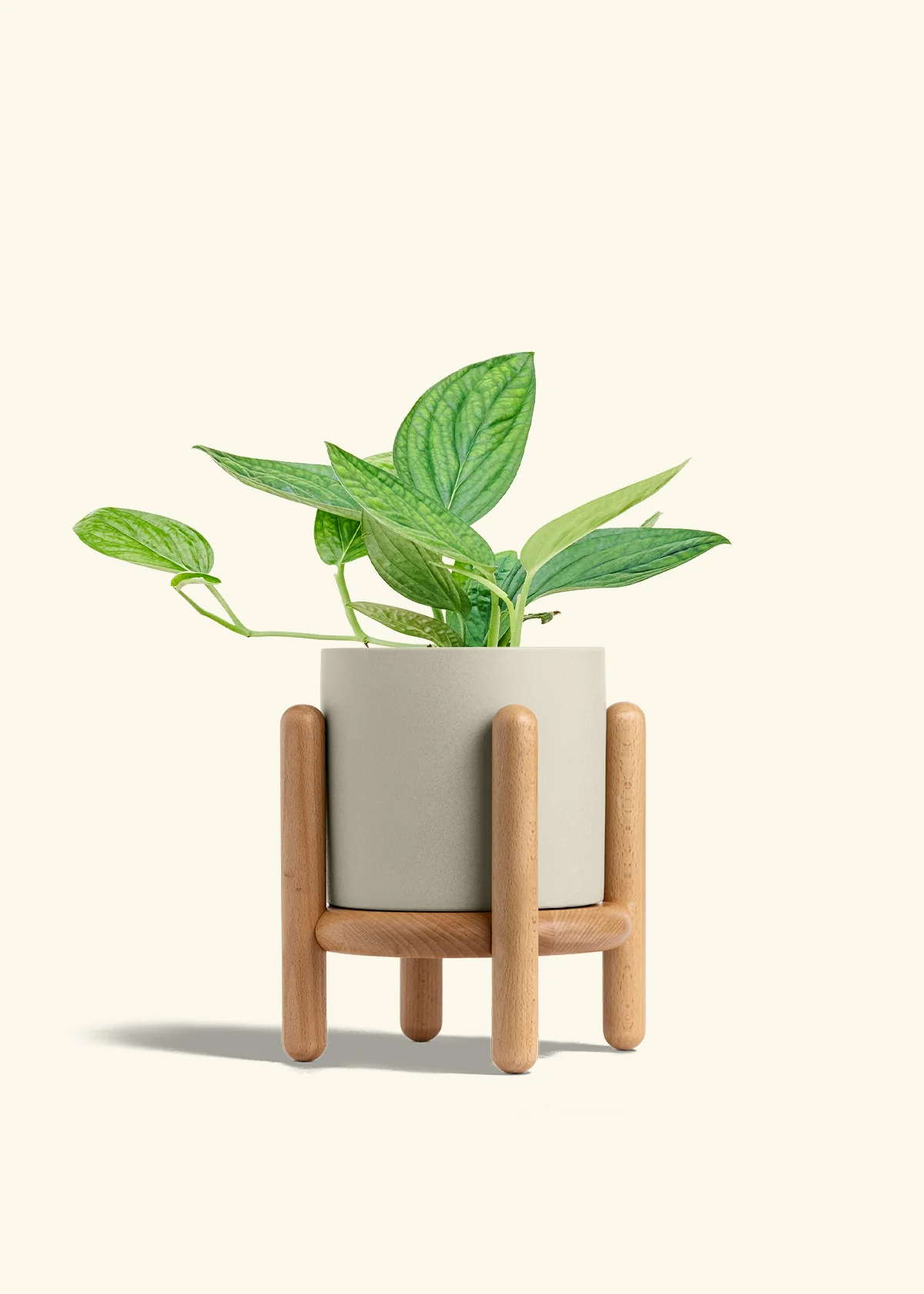 Monstera 'Peru', Medium - Image 35
