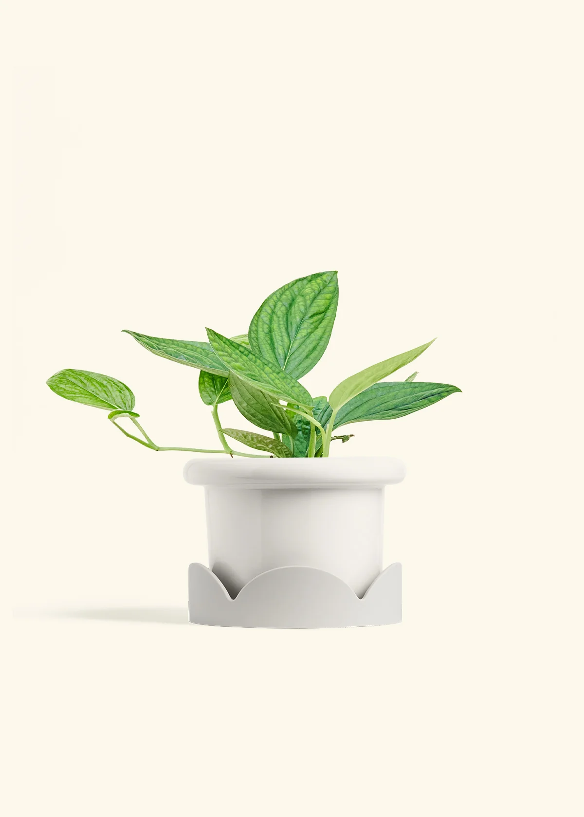 Monstera 'Peru', Medium - Image 6