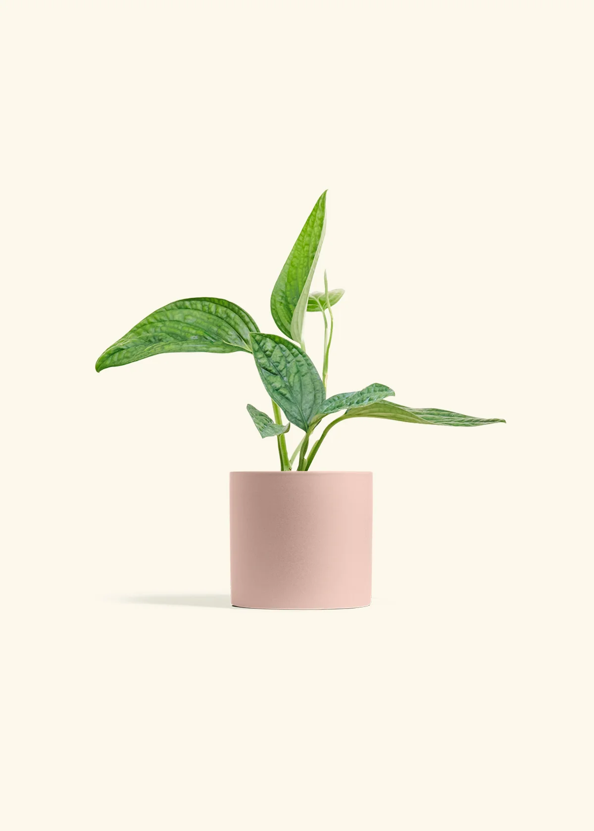 Monstera 'Peru', Small - Image 5