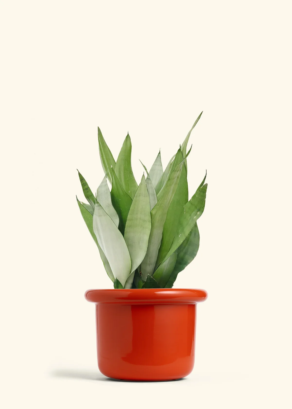 Moonshine Snake Plant, Large - Image 11