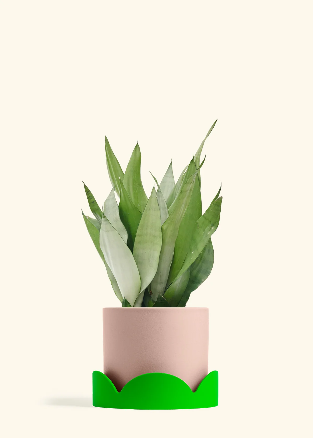 Moonshine Snake Plant, Large - Image 24